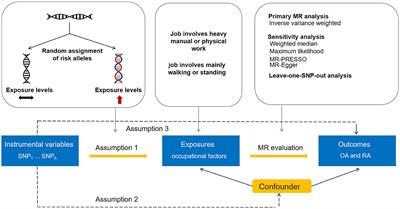 The causal effect of two occupational factors on osteoarthritis and rheumatoid arthritis: a Mendelian randomization study